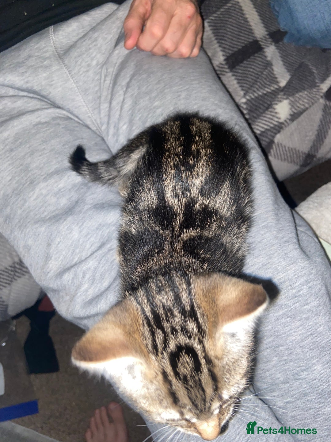 Mixed Breed cats for sale: Beautiful 2 angles lovely attitude   - Advert 6