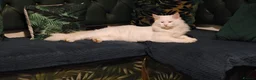 Maine Coon cats for sale: Maincoon Kittens ready to find new home  - Advert 37