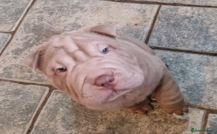 Shar Pei dogs - Advert 3