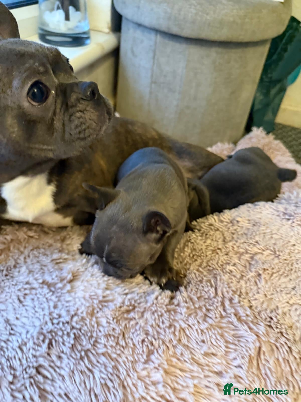 Boston Terrier dogs Boston puppies - Advert 1