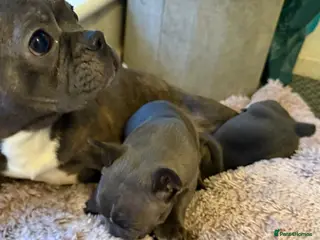 Boston Terrier dogs Boston puppies - Advert 1