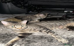 Domestic Shorthair cats for sale: Adorable tabby/bengal kittens to a good home - Image 15