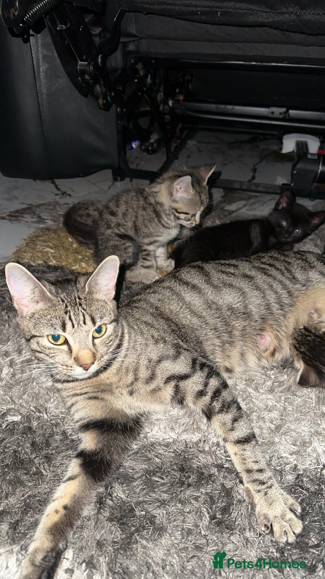 Domestic Shorthair cats for sale: Adorable tabby/bengal kittens to a good home - Image 15