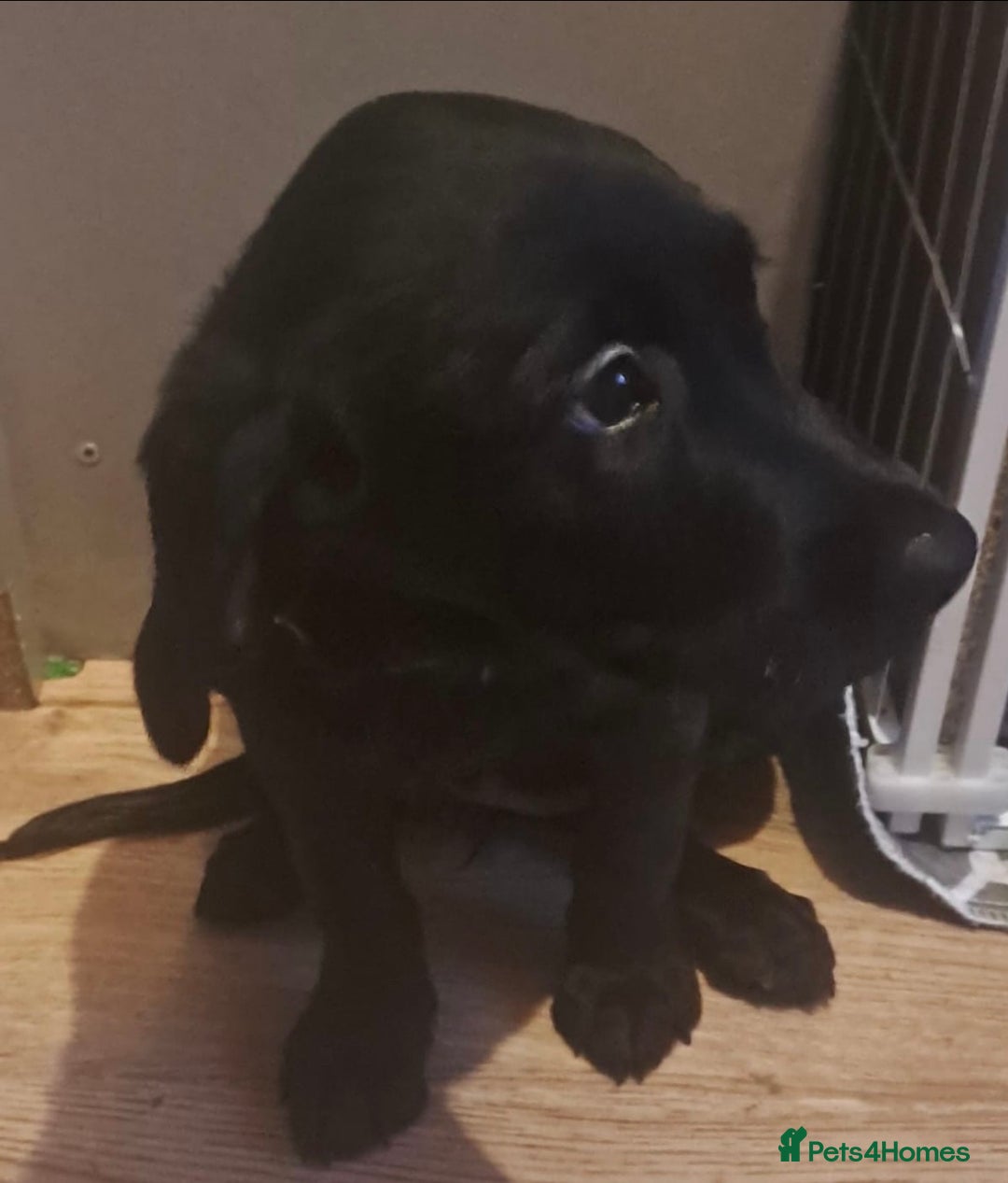 Goldador dogs for sale: Stunning Black Lab/Golden Retriever Puppies - Advert 31