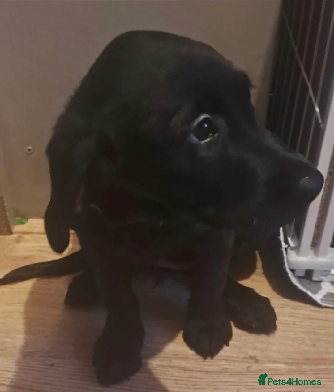Goldador dogs for sale: Stunning Black Lab/Golden Retriever Puppies - Advert 3