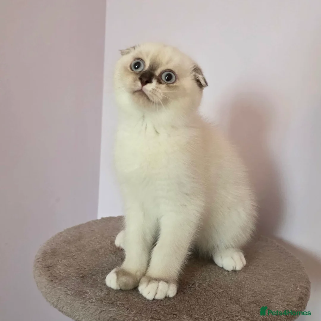 Scottish Fold cats for sale: Pedigree Scottish fold - Advert 16