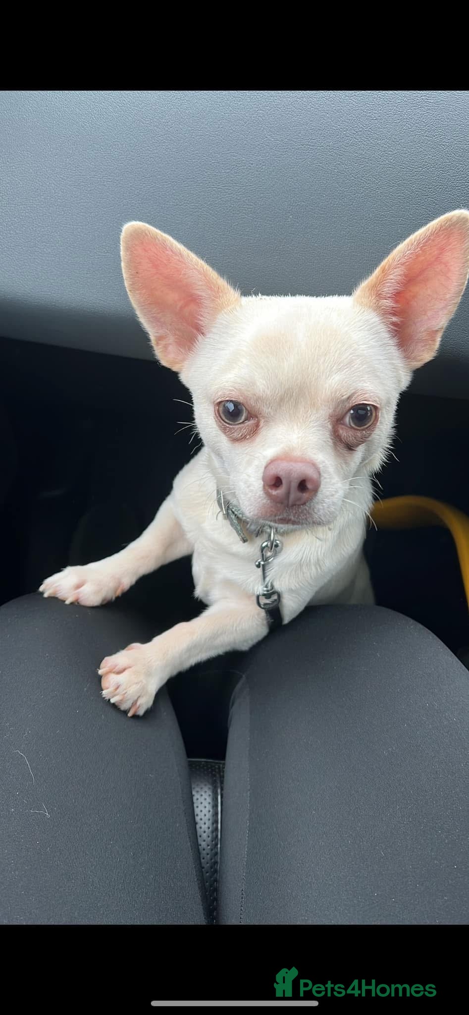 Chihuahua dogs Male Chihuaha 3 years old REHOME - Advert 1