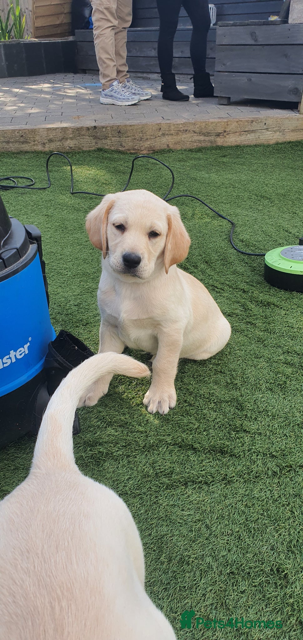 Goldador dogs Goldador puppies READY FOR NEW HOMES - Advert 11