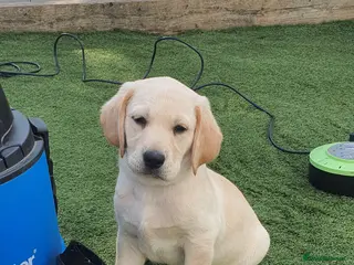 Goldador dogs Goldador puppies READY FOR NEW HOMES - Advert 11