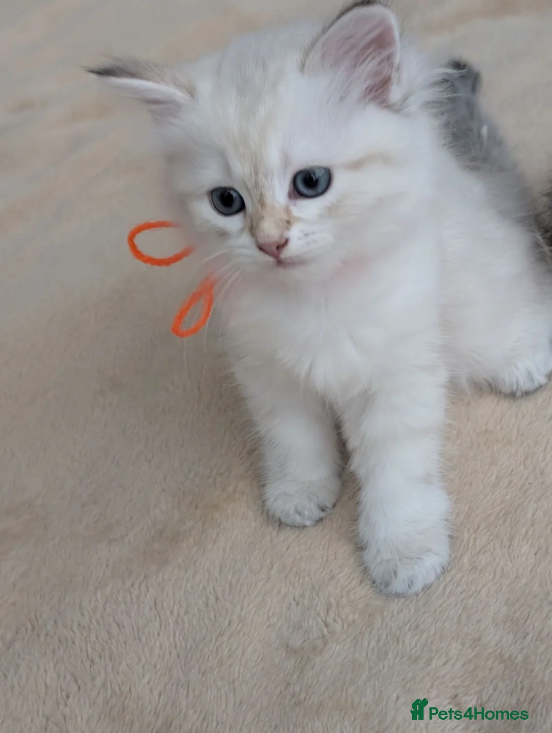 Siberian cats for sale: Siberian kitten  - Advert 1