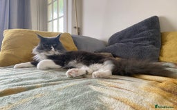 Maine Coon cats for sale: big fluffy blue girl - Image 2