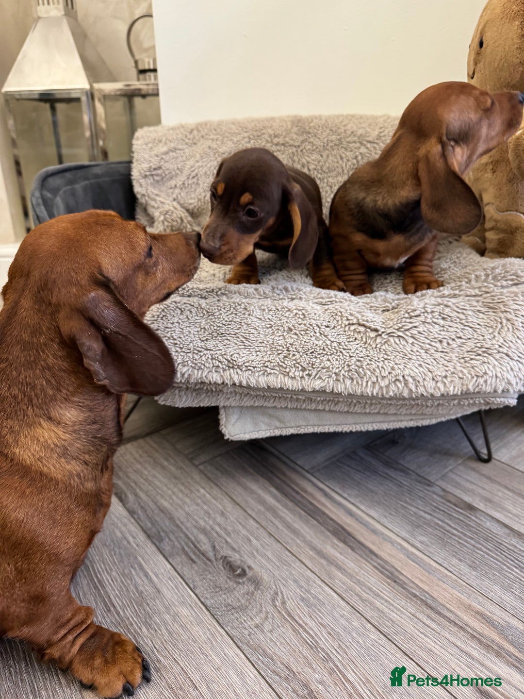 Miniature Dachshund dogs for sale: Miniature dachshund  - Advert 15