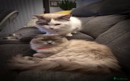 Ragdoll cats for sale: Ragdoll  - Image 2