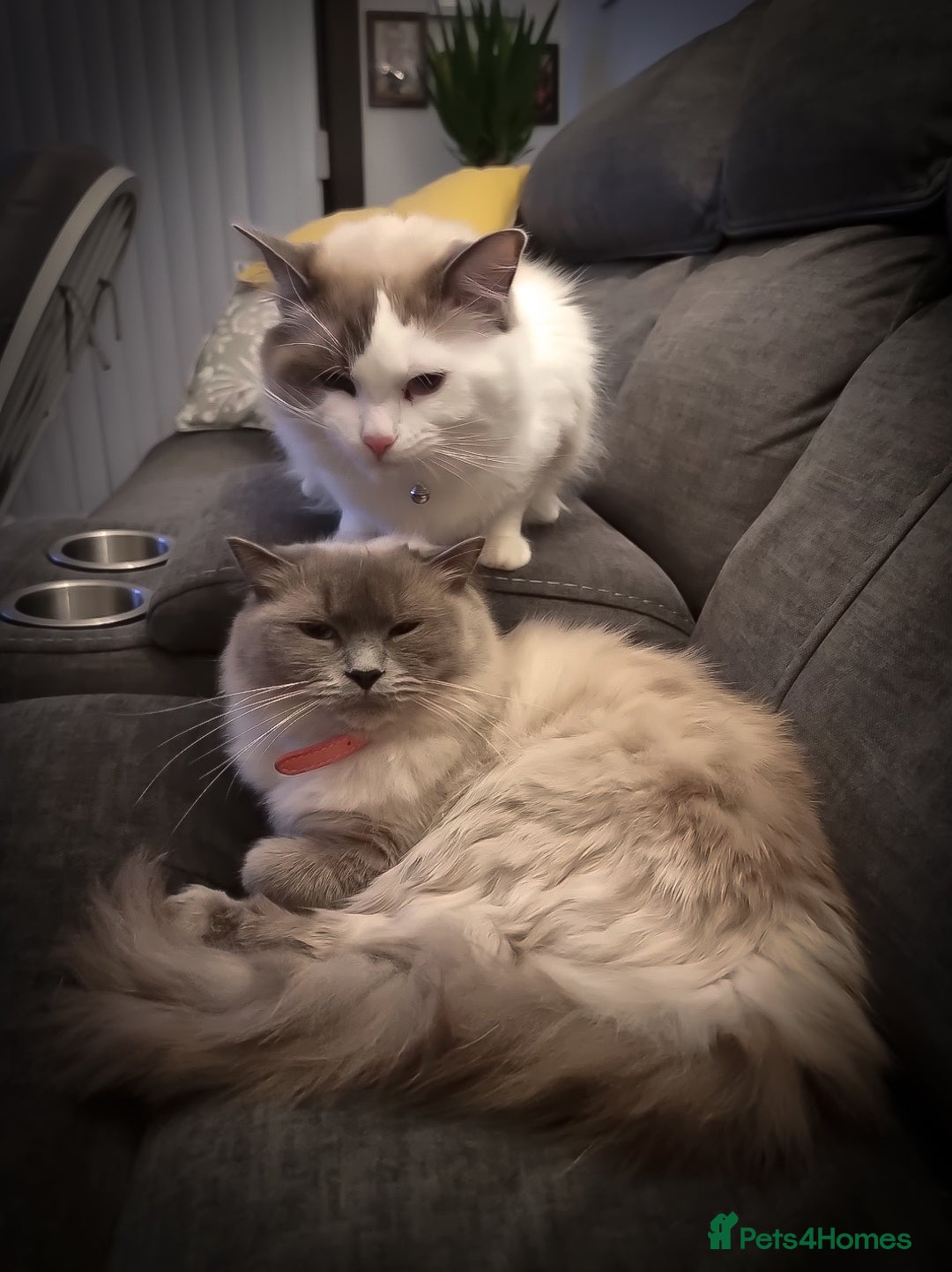 Ragdoll cats for sale: Ragdoll  - Image 2