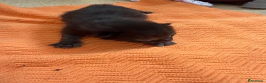 Mixed Breed Kitten 3