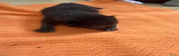 Mixed Breed cats for sale: Three black kittens for sale, possibly half BSH in Welshpool - Advert 7