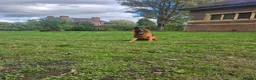 German Shepherd dogs for sale: German shepherd girl Malu - Advert 2