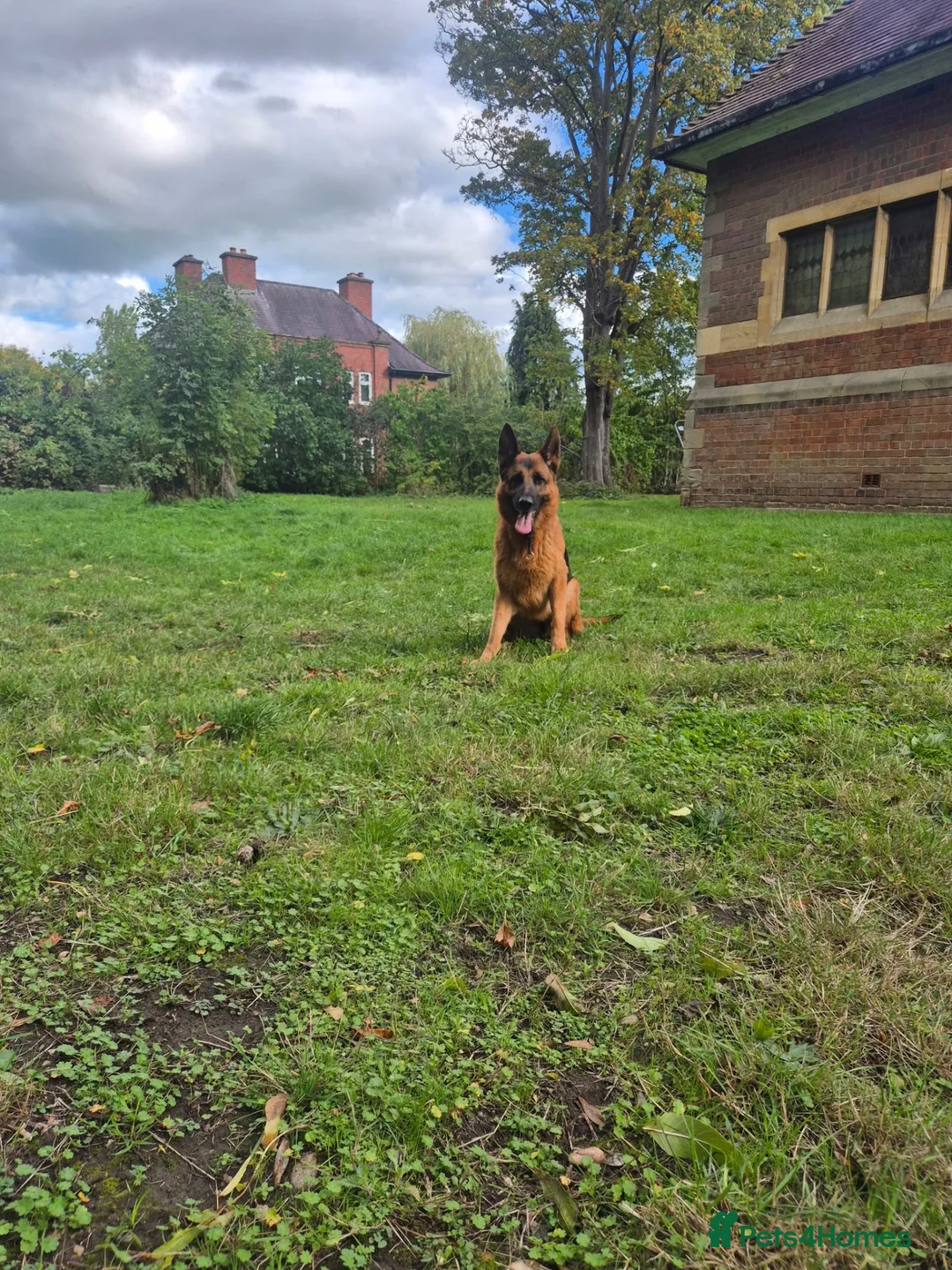 German Shepherd dogs for sale: German shepherd girl Malu - Advert 2