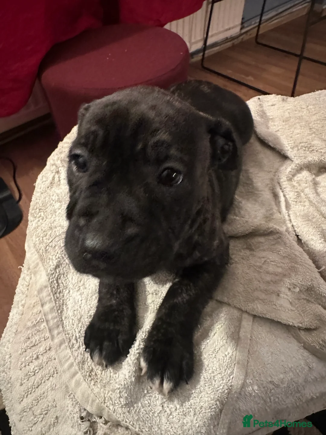 Mixed Breed dogs for sale: Beautiful staffy puppies looking for forever home  - Advert 8