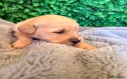 Goldador dogs for sale: 🐾Gorgeous Puppies-Family Raised with Love&Care🐾 - Image 9