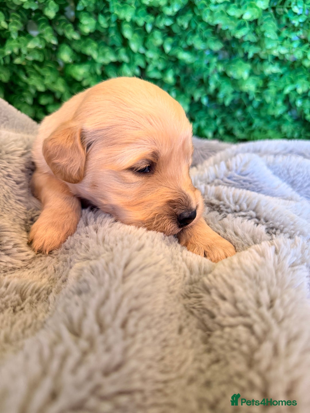 Goldador dogs for sale: 🐾Gorgeous Puppies-Family Raised with Love&Care🐾 - Image 9