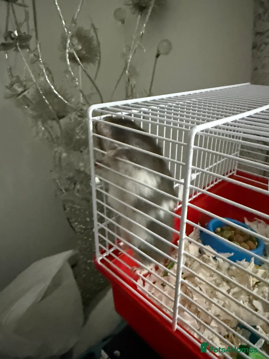 Hamster rodents for sale: Lot long got it Syrian hamster need gone no room - Advert 2