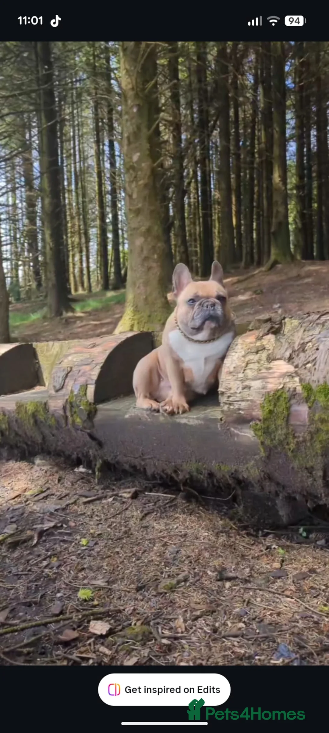 French Bulldog dogs for sale: Kc reg french bulldog puppies - Advert 15