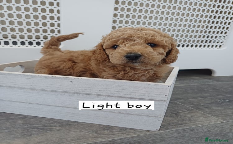 Cockapoo dogs - Advert 1
