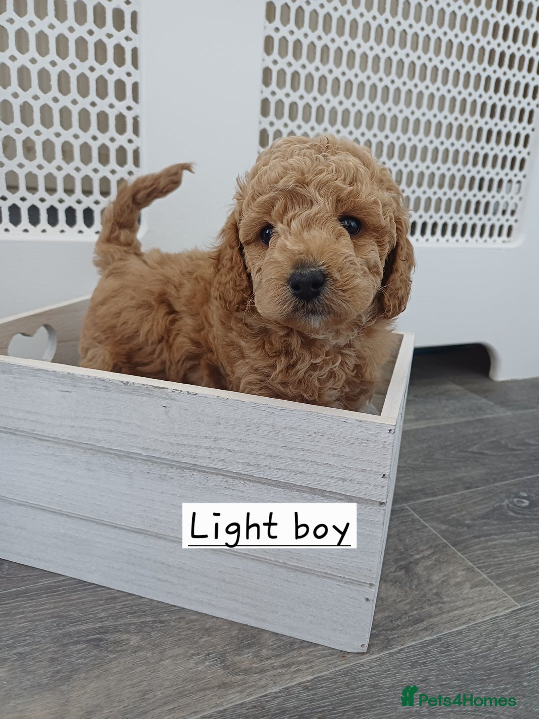 Cockapoo dogs for sale: 3 beautiful cockapoo boys - Image 1