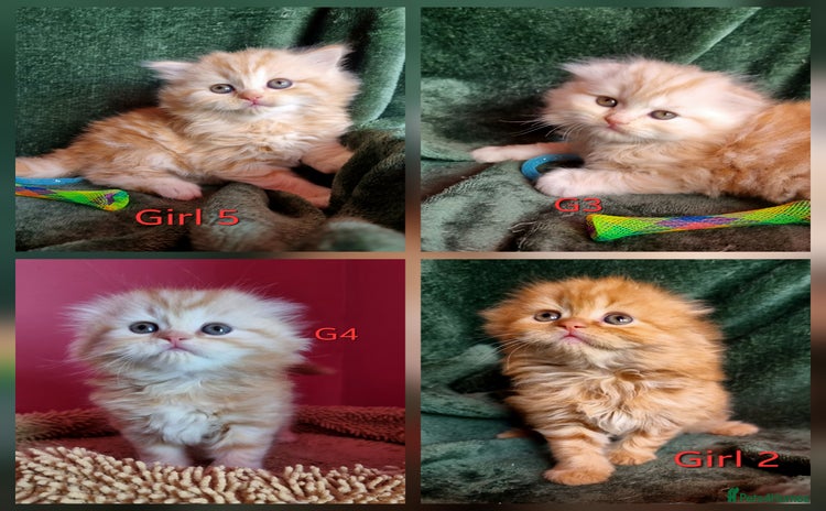 Scottish Fold cats - Advert 4