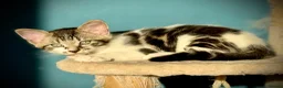 Mixed Breed cats for sale: Tabby Boy kitten Maine Coon/Siamese Mix - Advert 2