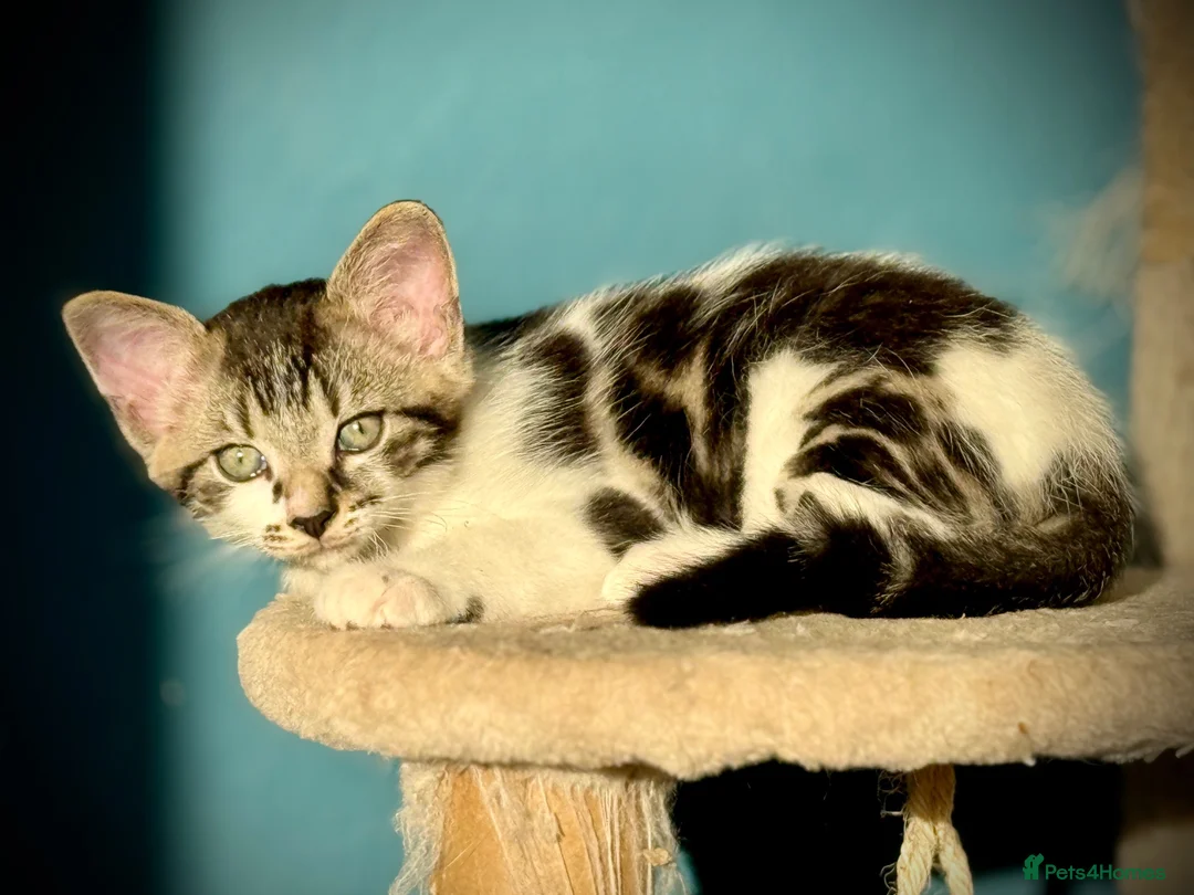 Mixed Breed cats for sale: Tabby Boy kitten Maine Coon/Siamese Mix - Advert 2