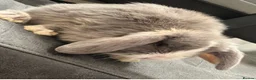 Mini Lop rabbits for sale: Beautiful Bunnies For Sale  - Advert 3