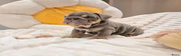 English Bulldog dogs for sale: Premium KC Registered English Bulldog Puppies   - Advert 19