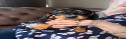 Miniature Dachshund dogs for sale: Miniature dachshund puppies - Advert 7