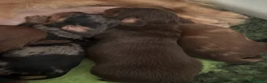 Miniature Dachshund 1