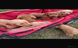Mini Goldendoodle dogs for sale: F1 Goldendoodle puppies  - Image 7