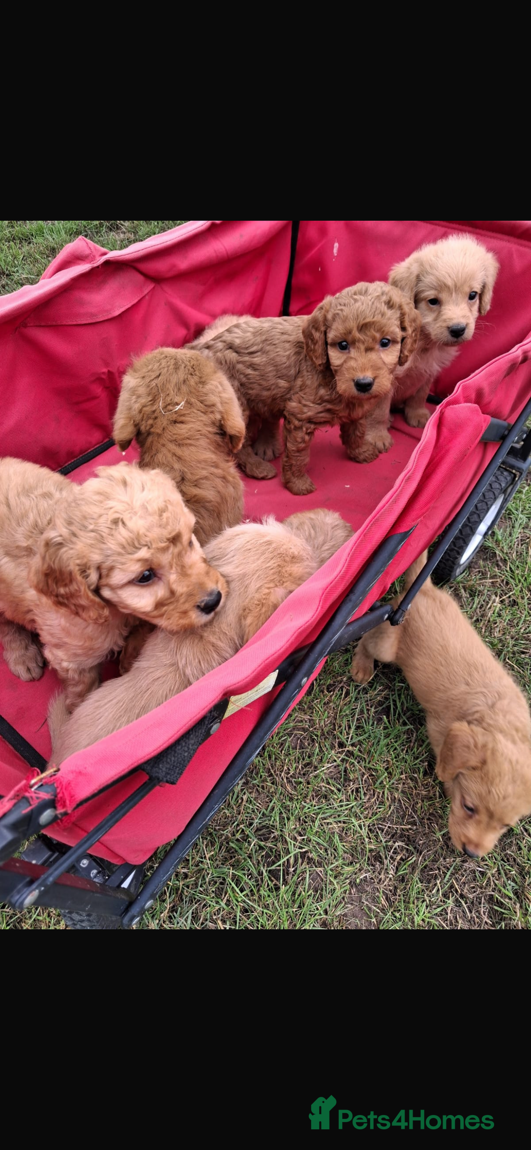 Mini Goldendoodle dogs for sale: F1 Goldendoodle puppies  - Image 7