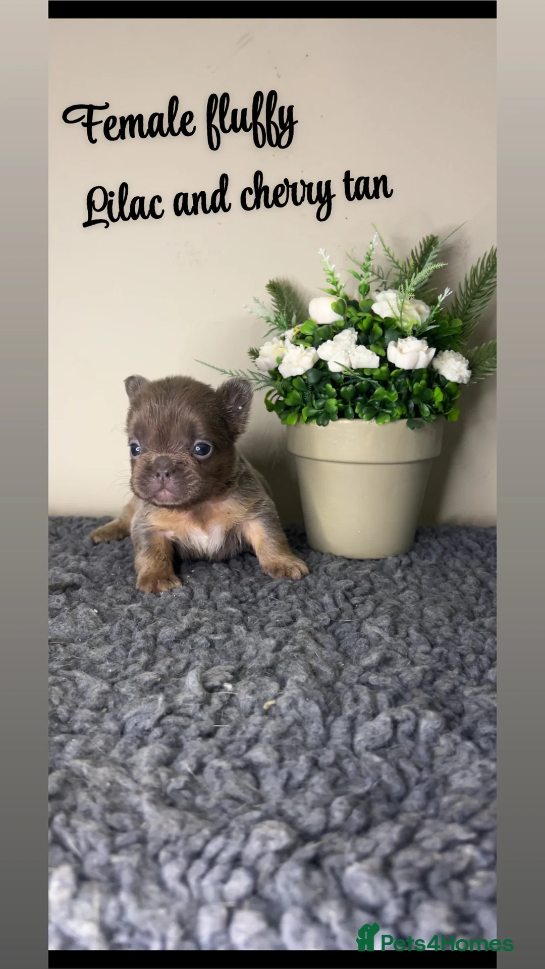 French Bulldog dogs for sale: Fluffy Lilac and cherry tan french bulldogs - Advert 2