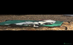 English Springer Spaniel dogs for sale: 2 male english springer pups - Image 10