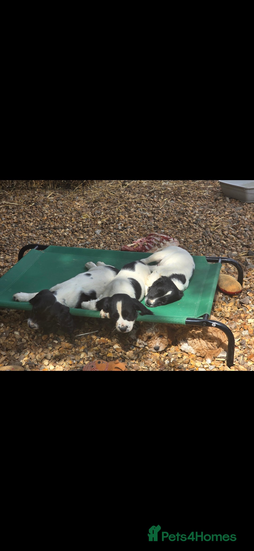 English Springer Spaniel dogs for sale: 2 male english springer pups - Image 10