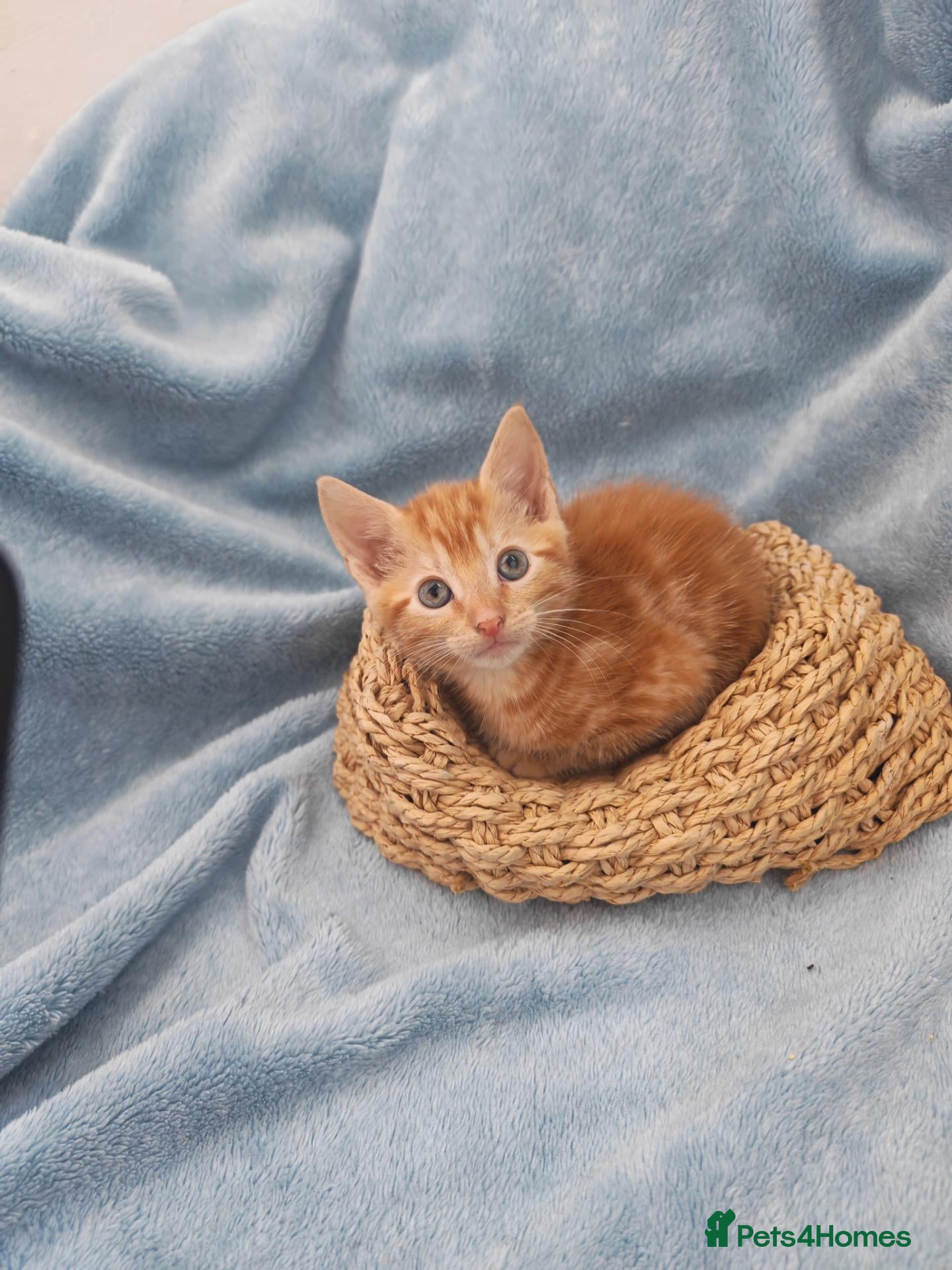 Mixed Breed cats Beautiful Kittens Videos - Advert 5