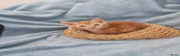 Mixed Breed cats for sale: Beautiful Kittens Videos in Barnsley - Advert 18