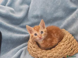 Mixed Breed cats Beautiful Kittens Videos - Advert 5