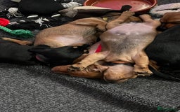 Dachshund dogs for sale: Dachshund puppies for sale - Image 16