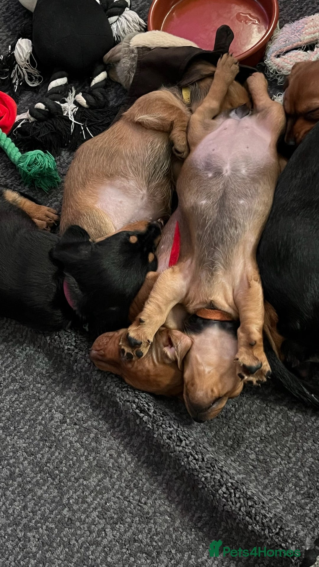 Dachshund dogs for sale: Dachshund puppies for sale - Image 16