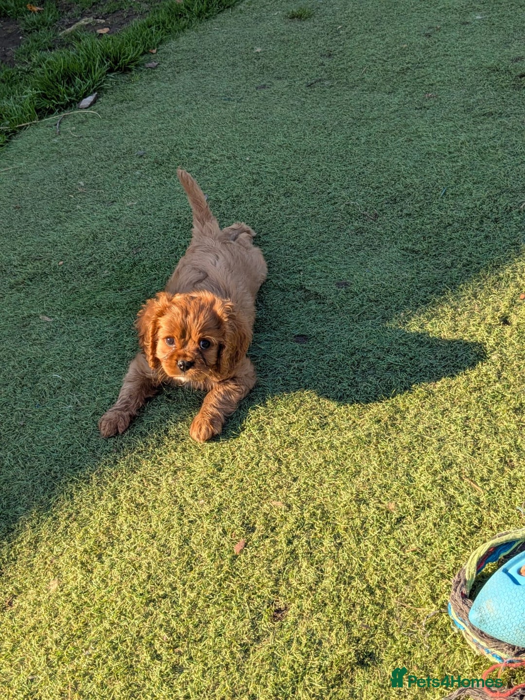 Cavalier King Charles Spaniel dogs for sale: Stunning pups- ready now - Advert 5