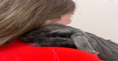 Mini Lop rabbits - Advert 15