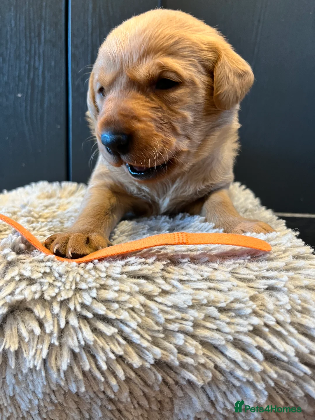 Labrador Retriever dogs for sale:  Fox red Labrador pups for sale, KC registered - Advert 30