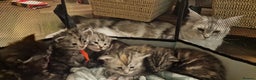Maine Coon cats for sale: Pure Maine Coon Kittens - Advert 9